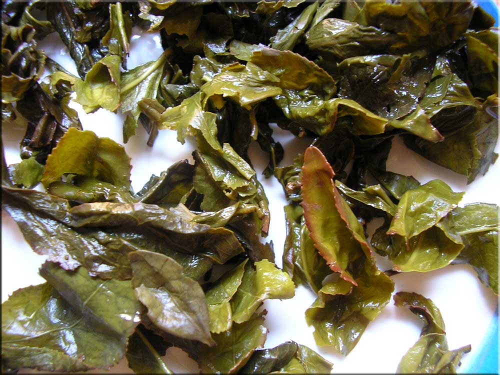 Huang-Jin-Gui-Foglie-bagnate.jpg