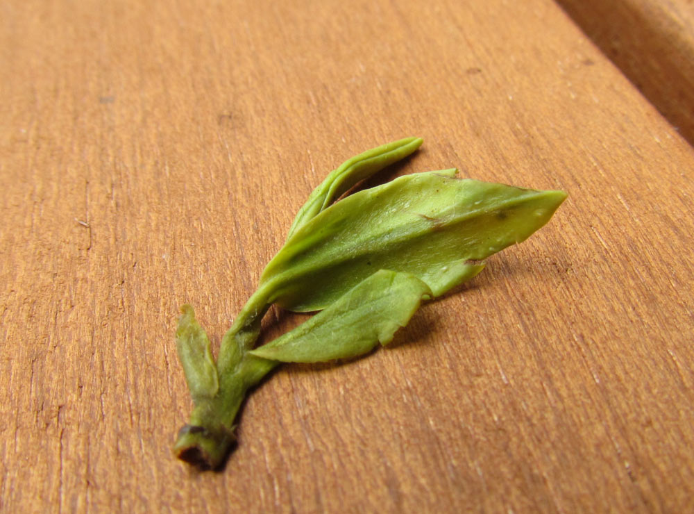 foglia-lung-ching-1-grade.jpg